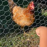 La Petite Ferme De Σπίτι διακοπών